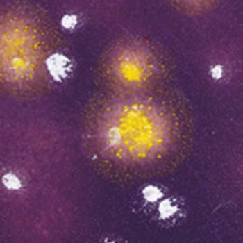 CTL-70  MAGNOLIA JEWEL (AMACO)