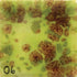 CG717 Pistachio (Mayco) Cone 06-6